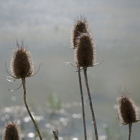 Zeddam -- Montferland von Montferland Fotografie