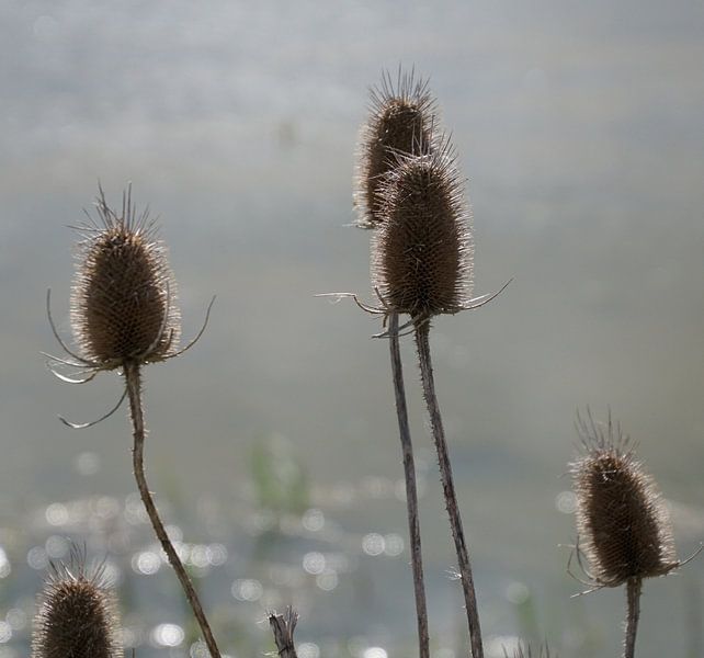 Zeddam -- Montferland von Montferland Fotografie