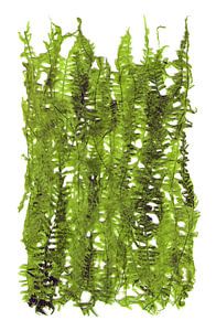 Grüne Pflanzenblätter von ART Eva Maria