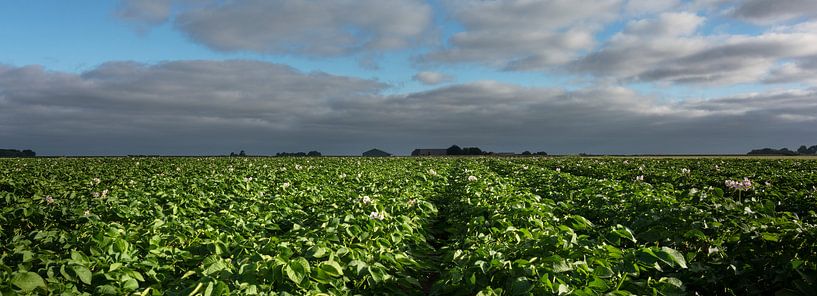 Blühende Kartoffelpflanzen von Bo Scheeringa Photography