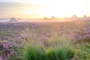 Sonnenaufgang in einer Heidelandschaft mit blühenden Heidekrautpflanzen