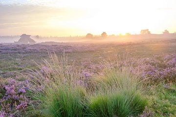 Zonsopgang in een heidelandschap met bloeiende heideplanten