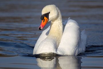 Mute Swan (Cygnus olor) by Dirk Rüter