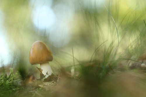 Paddenstoel