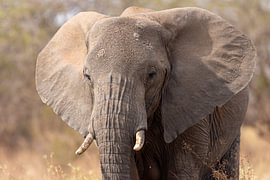 Eye to Eye by Yves Dohmen
