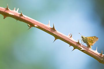 Un papillon têtard sur Danny Slijfer Natuurfotografie