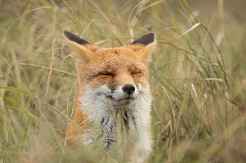 Fuchs von Steffie van der Putten