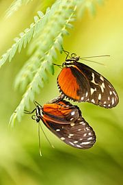 Tropical Butterflies by Elly Brans