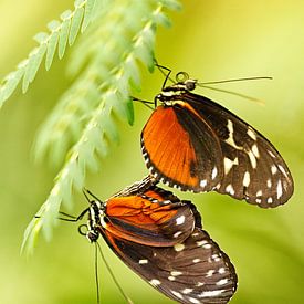 Tropische vlinders van Elly Brans