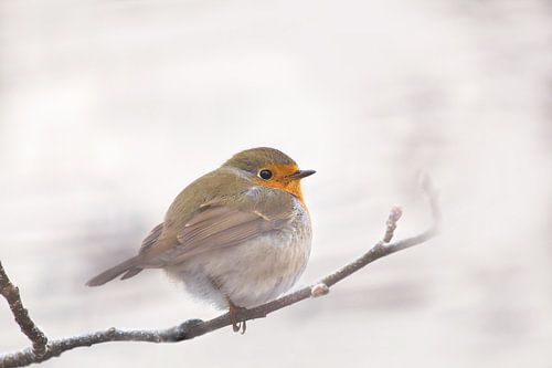 Feather ball in winter by Teuni's Dreams of Reality