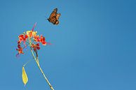 Monarchvlinder von Leon Doorn Miniaturansicht