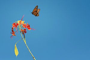 Monarch butterfly sur Leon Doorn