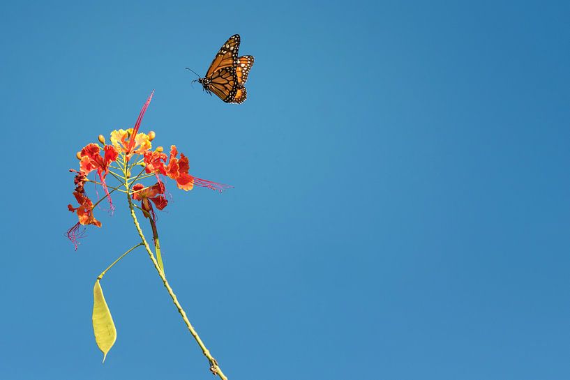 Monarchvlinder von Leon Doorn