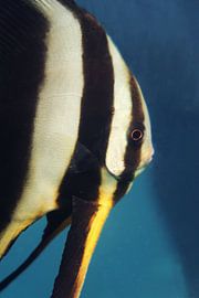 Batfish crey by Anouk Kanner