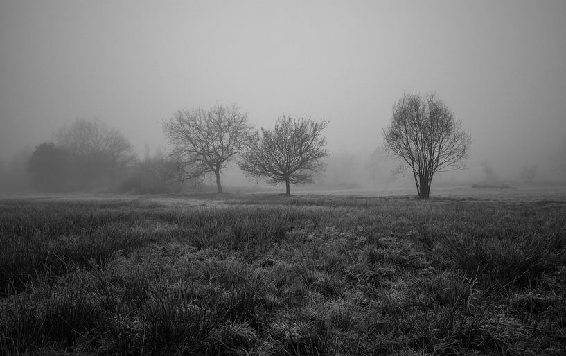 mystical morning by Bart Liesenborgs