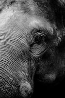 Elefant