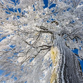 couronne d'arbre gelée sur Daniela Beyer