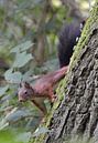 eekhoorn kijkt om de hoek van een boomstam van Petra De Jonge thumbnail