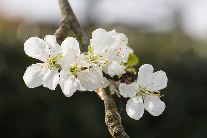 bloeiende pruimenbloesem close up aan de tak  van Ger Beekes