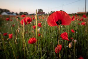 Mohnblumen in Mechelen