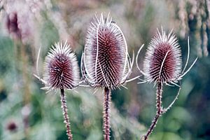 Stolze, wilde Karden im Herbstlicht 