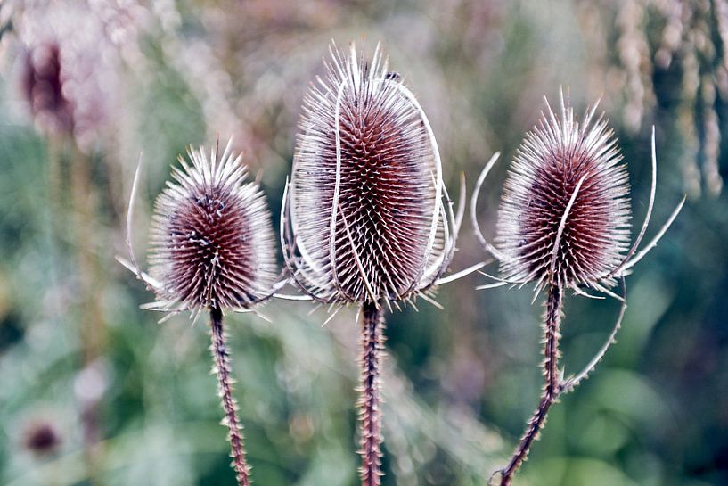 Fières cardes sauvages dans la lumière d'automne par Silva Wischeropp