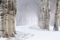 A beautiful avenue of trees in the snow on a cold winter day just outside Den Bosch. by Jos Pannekoek thumbnail