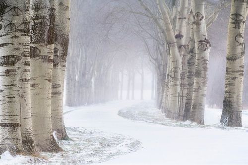 Een mooie laan met bomen in de sneeuw op een koude winterdag net buiten Den Bosch.