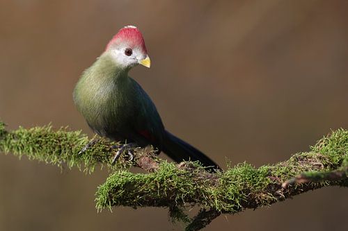 Roodkuiftoerako (Tauraco erythrolophus)