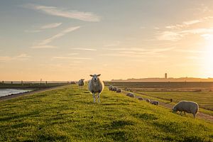 Sheep on the Wadden dyke by Wad of Wonders