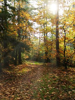 Bospad met zonnestralen