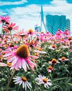 Colourful flowers Rotterdam by Dave Oudshoorn thumbnail