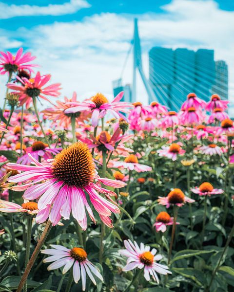Colourful flowers Rotterdam by Dave Oudshoorn
