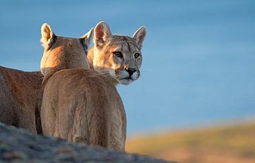 Paar Pumas von AGAMI Photo Agency