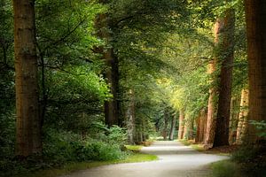 Silent Spring