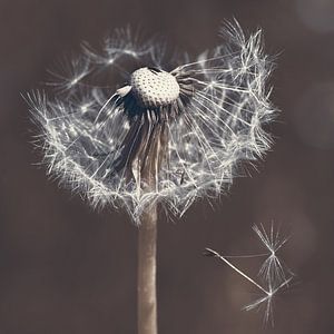 Pusteblume