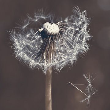 Pusteblume von Violetta Honkisz