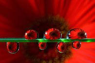 Red gerbera in water droplets by Inge van den Brande thumbnail