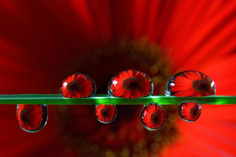 Red gerbera in water droplets by Inge van den Brande