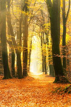 Path through a gold colored fall forest during a beautiful sunny autumn day by Sjoerd van der Wal Photography
