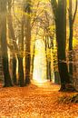 Pad door een goudkleurig herfstbos tijdens een mooie zonnige herfstdag van Sjoerd van der Wal Fotografie thumbnail