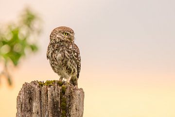 Uil op een paal