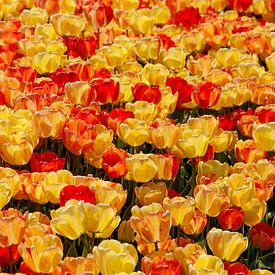 Bloemen zee van gele & rode tulpen, in Istanbul, Turkije. van Eyesmile Photography