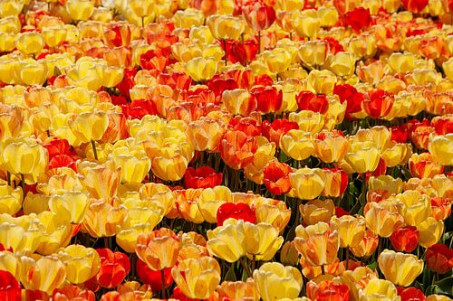 Blumenmeer aus gelben &amp; roten Tulpen, in Istanbul, Türkei.
