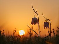 Dawn has gold in its mouth