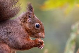 Close-up squirrel