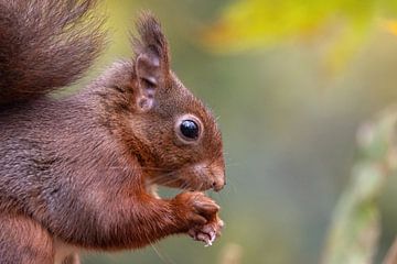 Nahaufnahme Eichhörnchen von Janny Beimers