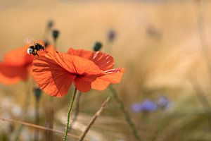 Mohnblume im Gegenlicht