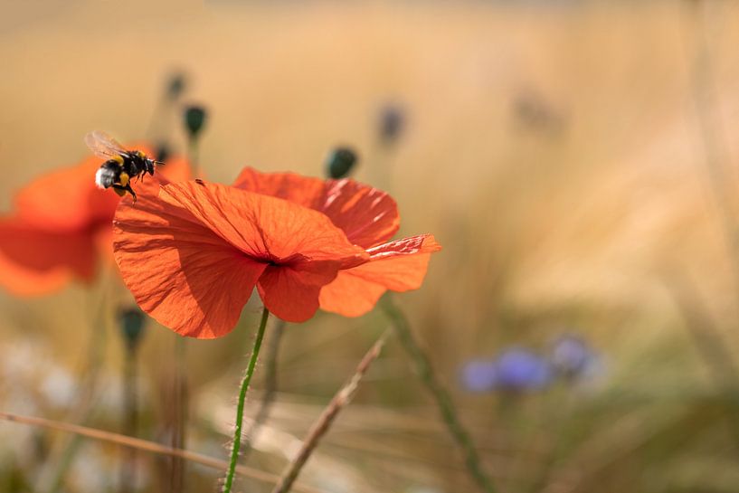 Papaver in achtergrondverlichting van Kurt Krause