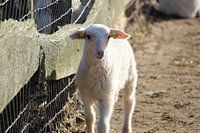 Veluwe lamb